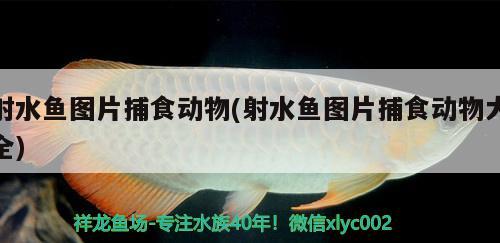 射水魚圖片捕食動物(射水魚圖片捕食動物大全)