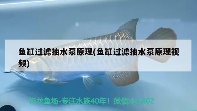 魚缸過濾抽水泵原理(魚缸過濾抽水泵原理視頻)