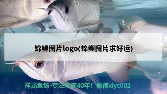 錦鯉圖片logo(錦鯉圖片求好運(yùn)) 觀賞魚(yú)