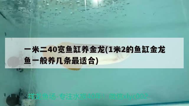 一米二40寬魚(yú)缸養(yǎng)金龍(1米2的魚(yú)缸金龍魚(yú)一般養(yǎng)幾條最適合) 龍魚(yú)芯片掃碼器