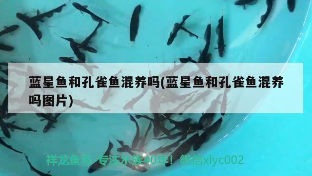 藍(lán)星魚和孔雀魚混養(yǎng)嗎(藍(lán)星魚和孔雀魚混養(yǎng)嗎圖片)