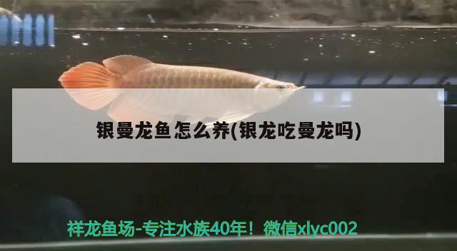 銀曼龍魚怎么養(yǎng)(銀龍吃曼龍嗎)