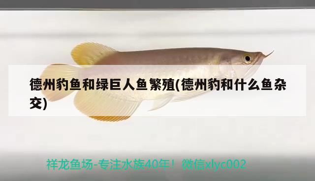 德州豹魚和綠巨人魚繁殖(德州豹和什么魚雜交) 觀賞魚