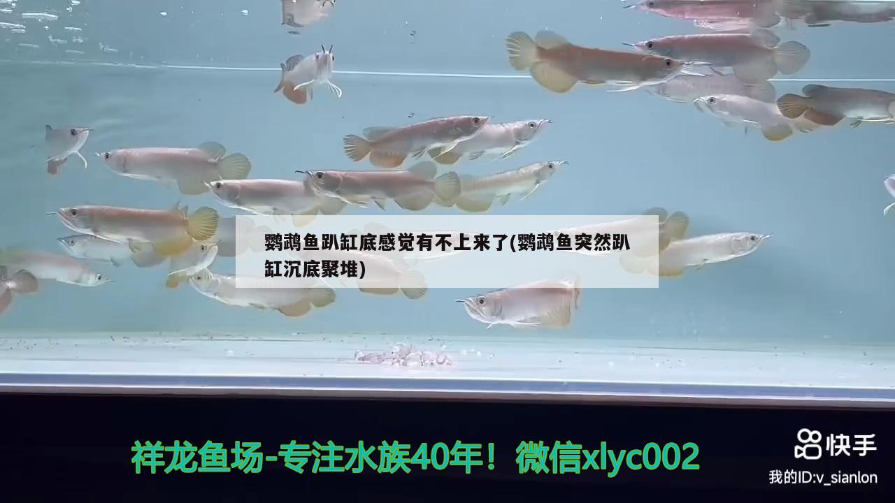 鸚鵡魚趴缸底感覺有不上來了(鸚鵡魚突然趴缸沉底聚堆)