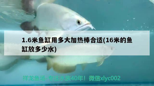 1.6米魚缸用多大加熱棒合適(16米的魚缸放多少水) 稀有紅龍品種 第2張