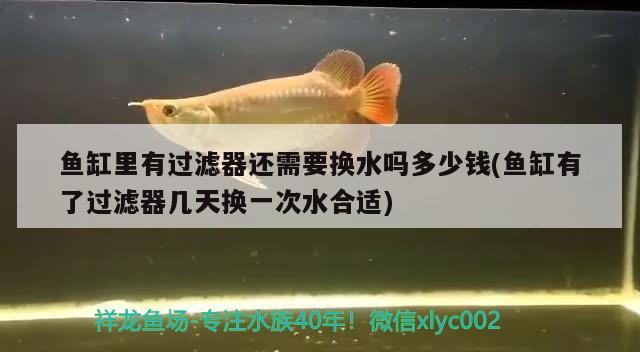 魚缸里有過濾器還需要換水嗎多少錢(魚缸有了過濾器幾天換一次水合適)