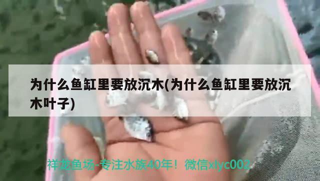 為什么魚缸里要放沉木(為什么魚缸里要放沉木葉子)