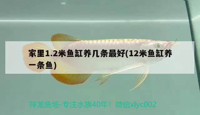 家里1.2米魚缸養(yǎng)幾條最好(12米魚缸養(yǎng)一條魚)