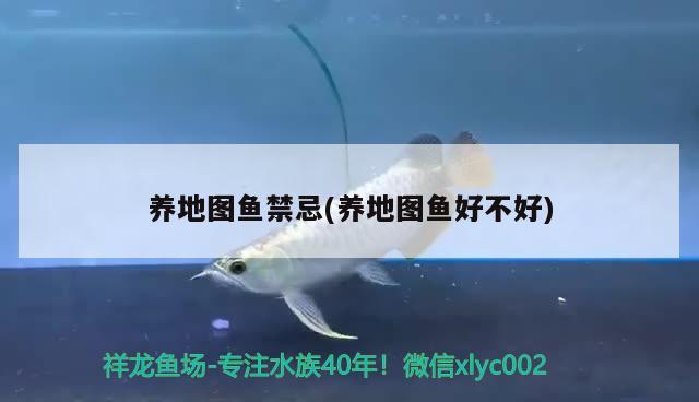 養(yǎng)地圖魚禁忌(養(yǎng)地圖魚好不好)