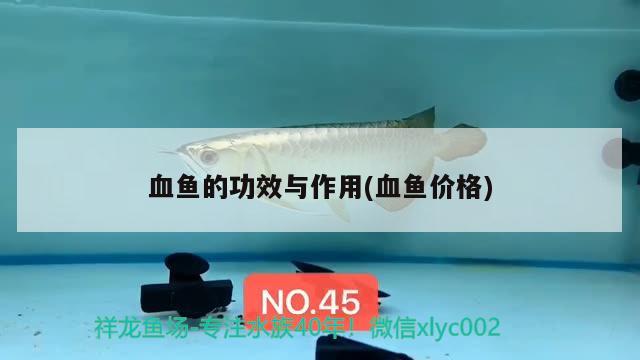 血魚的功效與作用(血魚價(jià)格) 觀賞魚