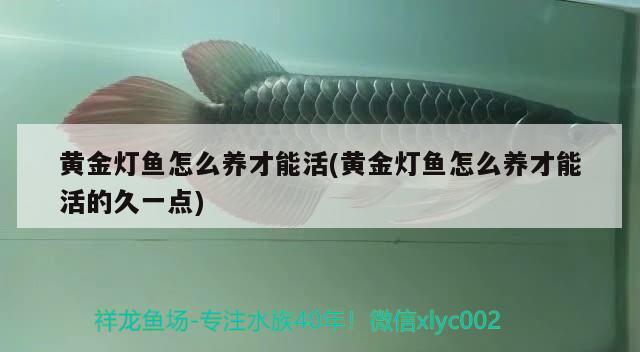 黃金燈魚(yú)怎么養(yǎng)才能活(黃金燈魚(yú)怎么養(yǎng)才能活的久一點(diǎn))