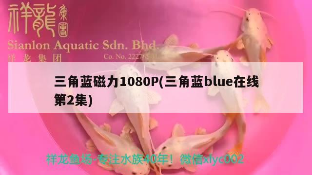 三角藍磁力1080P(三角藍blue在線第2集) 觀賞魚