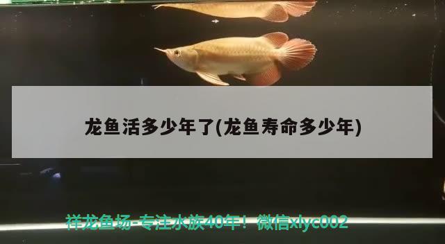 龍魚活多少年了(龍魚壽命多少年)