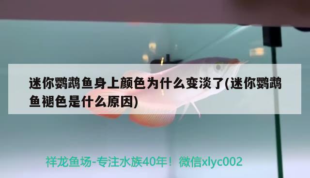 迷你鸚鵡魚身上顏色為什么變淡了(迷你鸚鵡魚褪色是什么原因) 鸚鵡魚