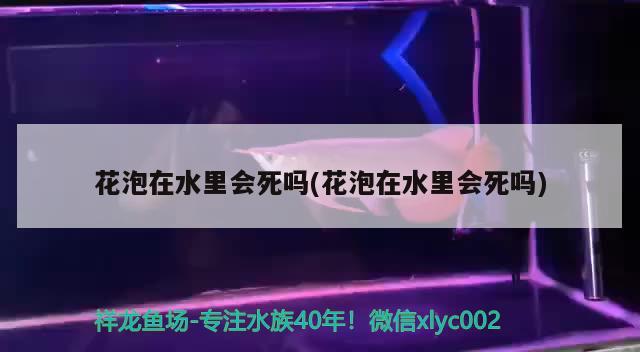 花泡在水里會(huì)死嗎(花泡在水里會(huì)死嗎) 觀賞魚