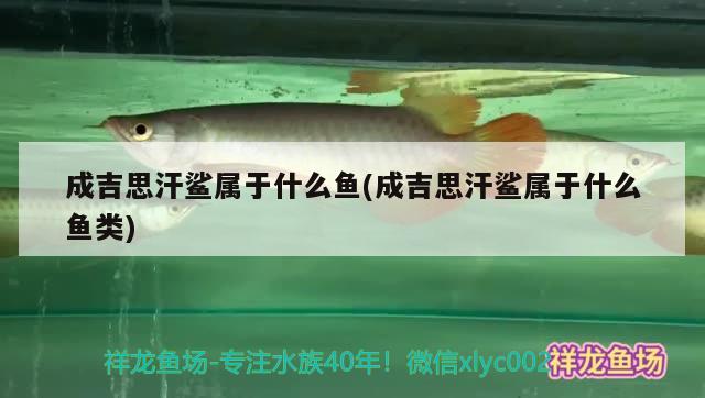 成吉思汗鯊屬于什么魚(成吉思汗鯊屬于什么魚類) 成吉思汗鯊（球鯊）魚