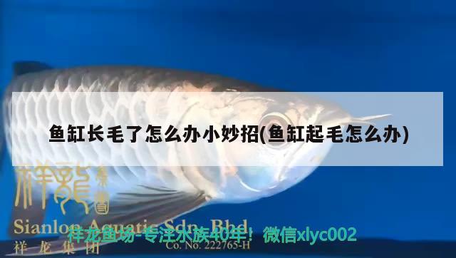 魚缸長毛了怎么辦小妙招(魚缸起毛怎么辦)