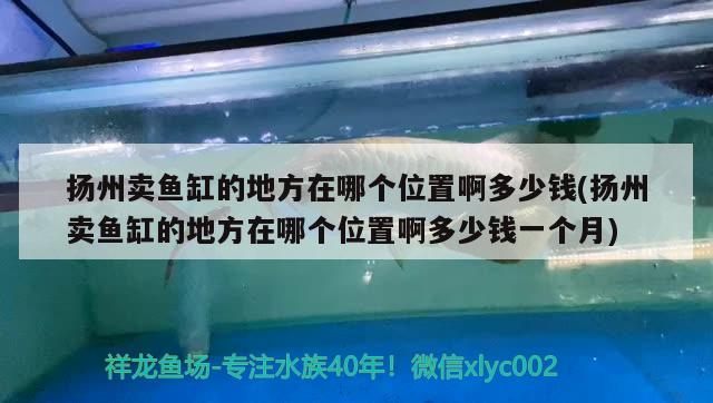 揚(yáng)州賣魚缸的地方在哪個(gè)位置啊多少錢(揚(yáng)州賣魚缸的地方在哪個(gè)位置啊多少錢一個(gè)月) 龍鳳鯉魚