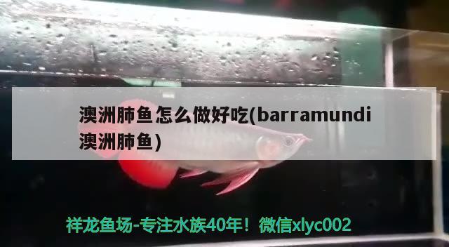 澳洲肺魚怎么做好吃(barramundi澳洲肺魚)