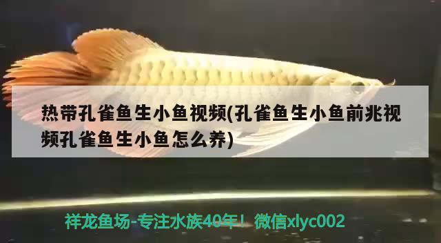 熱帶孔雀魚生小魚視頻(孔雀魚生小魚前兆視頻孔雀魚生小魚怎么養(yǎng))