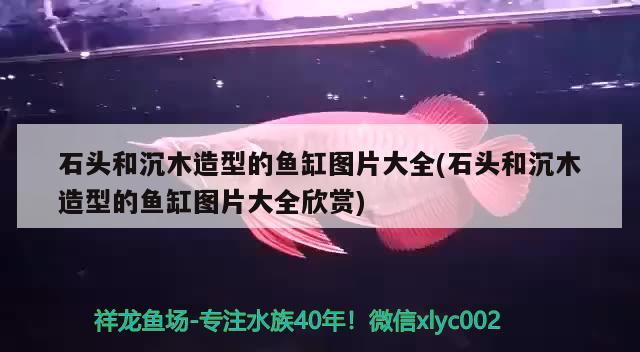 石頭和沉木造型的魚缸圖片大全(石頭和沉木造型的魚缸圖片大全欣賞) 過(guò)濾設(shè)備