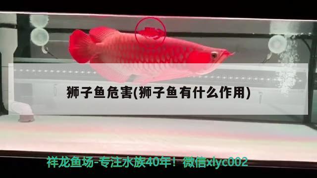 獅子魚危害(獅子魚有什么作用) 觀賞魚