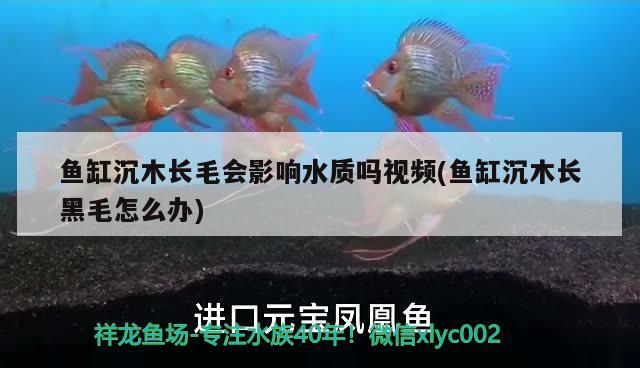 魚缸沉木長毛會影響水質(zhì)嗎視頻(魚缸沉木長黑毛怎么辦) 玫瑰銀版魚