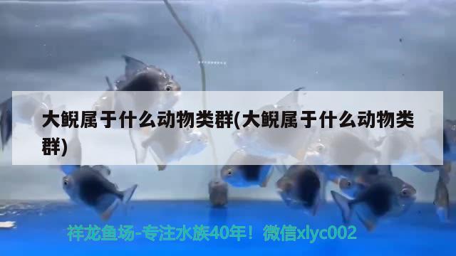 大鯢屬于什么動物類群(大鯢屬于什么動物類群) 觀賞魚