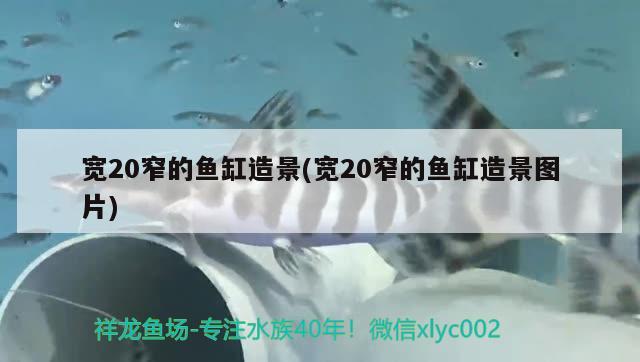 寬20窄的魚缸造景(寬20窄的魚缸造景圖片) 巴西亞魚 第2張