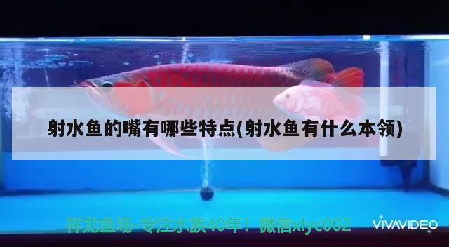 射水魚的嘴有哪些特點(射水魚有什么本領)