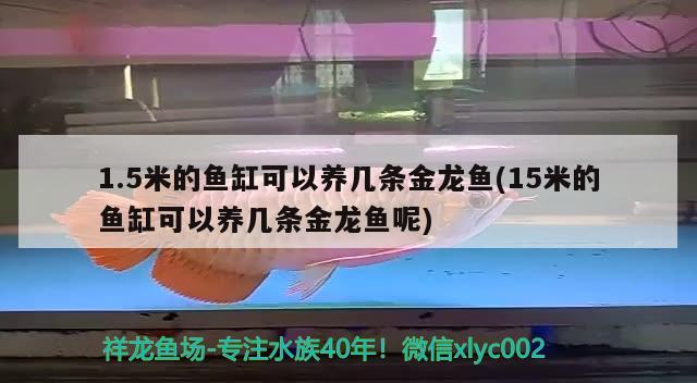 1.5米的魚(yú)缸可以養(yǎng)幾條金龍魚(yú)(15米的魚(yú)缸可以養(yǎng)幾條金龍魚(yú)呢)