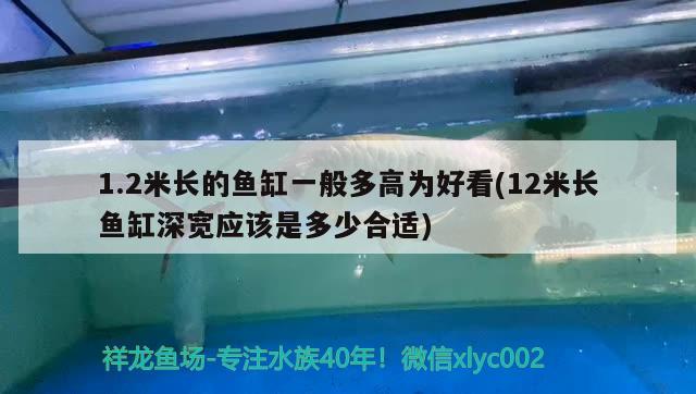 1.2米長的魚缸一般多高為好看(12米長魚缸深寬應(yīng)該是多少合適) 白子關(guān)刀魚苗