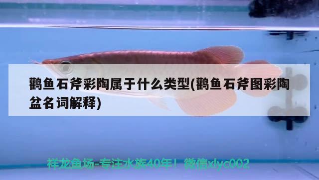 鸛魚石斧彩陶屬于什么類型(鸛魚石斧圖彩陶盆名詞解釋)