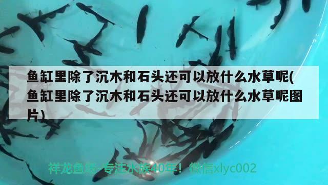 魚(yú)缸里除了沉木和石頭還可以放什么水草呢(魚(yú)缸里除了沉木和石頭還可以放什么水草呢圖片)