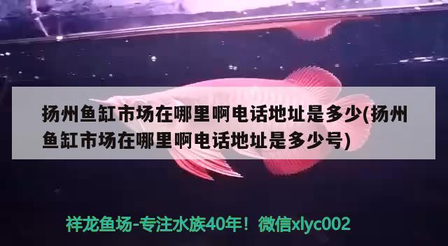 揚州魚缸市場在哪里啊電話地址是多少(揚州魚缸市場在哪里啊電話地址是多少號)