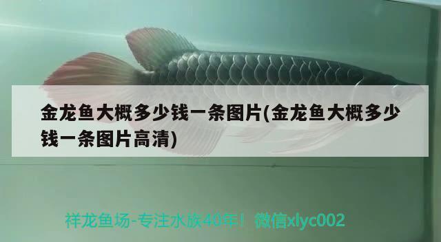 金龍魚(yú)大概多少錢一條圖片(金龍魚(yú)大概多少錢一條圖片高清)