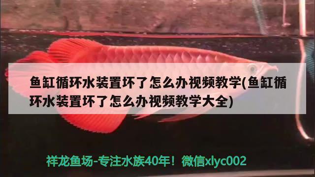 魚缸循環(huán)水裝置壞了怎么辦視頻教學(xué)(魚缸循環(huán)水裝置壞了怎么辦視頻教學(xué)大全)