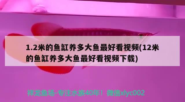 1.2米的魚缸養(yǎng)多大魚最好看視頻(12米的魚缸養(yǎng)多大魚最好看視頻下載) 丹頂錦鯉魚