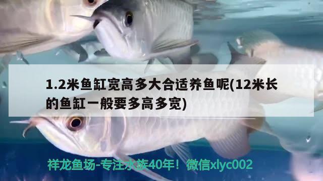 1.2米魚缸寬高多大合適養(yǎng)魚呢(12米長(zhǎng)的魚缸一般要多高多寬) 魚糧魚藥