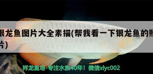 銀龍魚圖片大全素描(幫我看一下銀龍魚的照片)