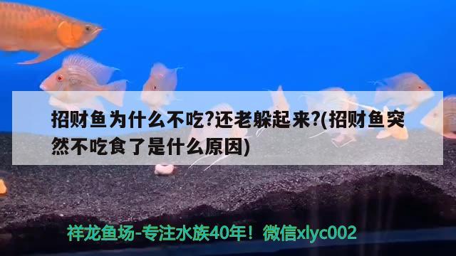 招財魚為什么不吃?還老躲起來?(招財魚突然不吃食了是什么原因)