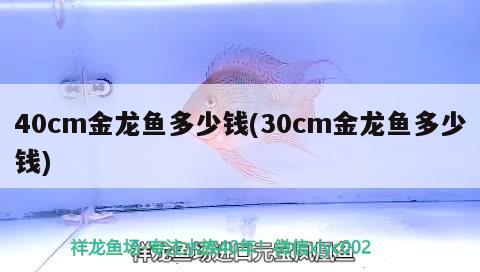 40cm金龍魚多少錢(30cm金龍魚多少錢)