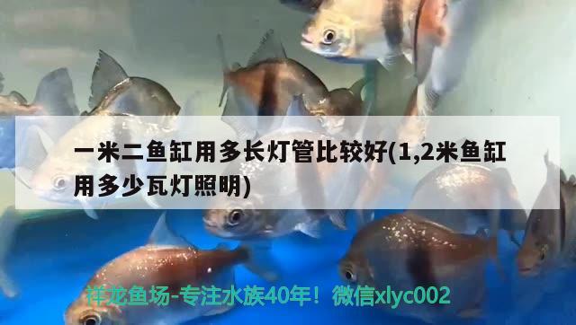 一米二魚缸用多長燈管比較好(1,2米魚缸用多少瓦燈照明) 狗仔（招財貓)魚苗