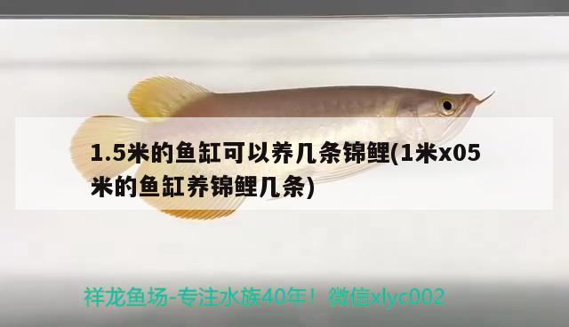 1.5米的魚缸可以養(yǎng)幾條錦鯉(1米x05米的魚缸養(yǎng)錦鯉幾條)