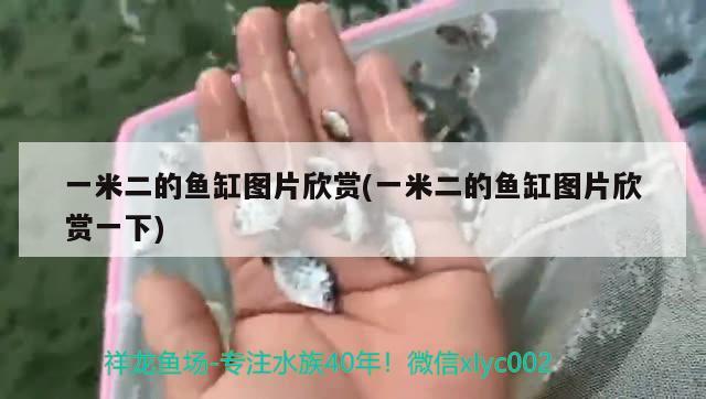 一米二的魚缸圖片欣賞(一米二的魚缸圖片欣賞一下) 狗頭魚