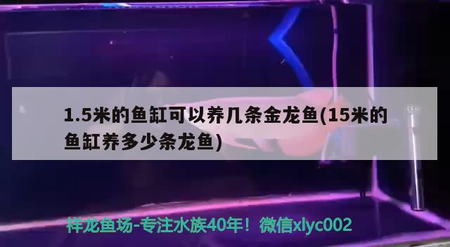 1.5米的魚缸可以養(yǎng)幾條金龍魚(15米的魚缸養(yǎng)多少條龍魚)