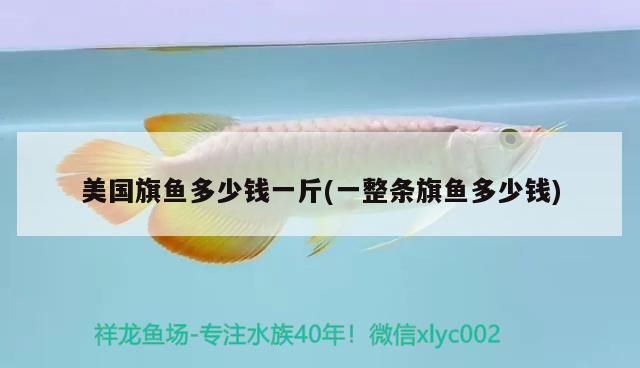 美國旗魚多少錢一斤(一整條旗魚多少錢)