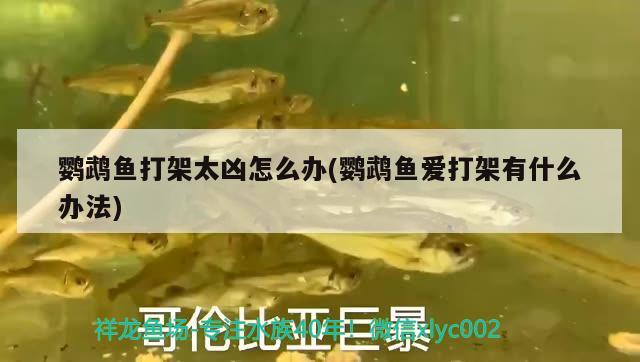 鸚鵡魚打架太兇怎么辦(鸚鵡魚愛打架有什么辦法)