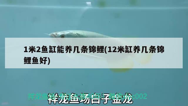 1米2魚缸能養(yǎng)幾條錦鯉(12米缸養(yǎng)幾條錦鯉魚好)