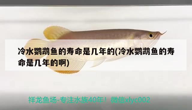 冷水鸚鵡魚的壽命是幾年的(冷水鸚鵡魚的壽命是幾年的啊) 鸚鵡魚